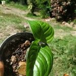 Monstera dilacerata Fulla