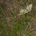 Juncus rechingeri Habitus