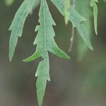 Vitex negundo Levél