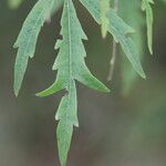 Vitex negundo Blatt