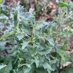 Atriplex tatarica Leaf