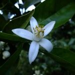 Citrus sinensis その他の提案