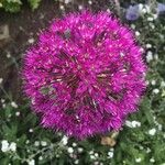 Allium giganteumFlower