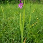 Gladiolus palustris Flor