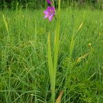 Gladiolus palustris Květ