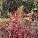 Parthenocissus inserta 形態