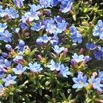 Glandora prostrata 形態