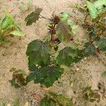 Hibiscus acetosella Φύλλο