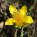 Mentzelia crocea Flors