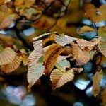 Corylus maxima Blad