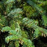 Picea engelmannii ഇല