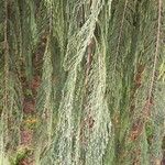 Cupressus cashmeriana Φύλλο