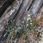 Descurainia millefolia Kwiat