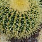 Echinocactus grusonii Ліст