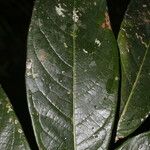 Hirtella guatemalensis পাতা