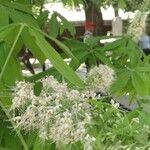 Aesculus chinensis Blomst