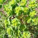 Euphorbia helioscopia ᱥᱟᱠᱟᱢ
