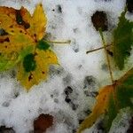 Acer pseudoplatanus Leaf