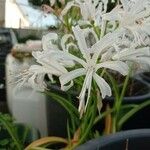 Nerine undulata Flower