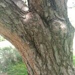 Pinus tabuliformis Rusca