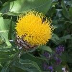 Centaurea macrocephala Цветок