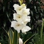 Gladiolus communis L.Flor