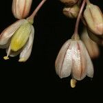 Allium longispathum Flower