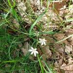 Ornithogalum umbellatumFlor