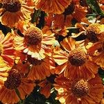 Helenium autumnale Květ