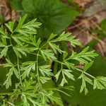 Katapsuxis silaifolia Likasa