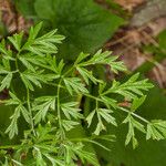 Cnidium silaifolium Leaf