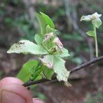 Monodora carolinae Flower