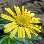Buphthalmum salicifolium Flor