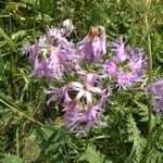 Dianthus superbus Kukka