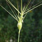 Aegilops biuncialis 果實