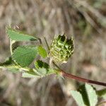 Medicago truncatula Frucht