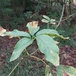 Aesculus californica Leaf