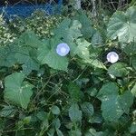 Ipomoea hederacea Blad