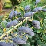 Baptisia australis Fruit