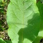 Solanum mauritianum Blad