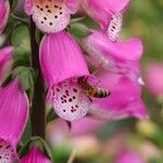 Digitalis thapsi Kwiat