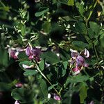 Lespedeza violacea आदत