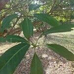 Pittosporum viridiflorum Leaf