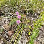 Mimosa quadrivalvis Habit