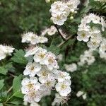 Sorbus mougeotii 花