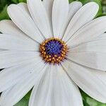 Osteospermum ecklonis Квітка