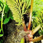 Gunnera tinctoria Flower