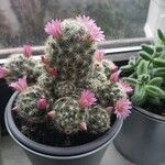 Mammillaria hahniana 花