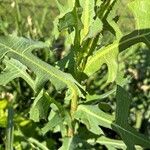 Lactuca canadensis Folio