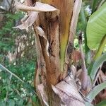 Musa acuminata Bark